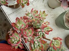 -龙大花卉苗木市场