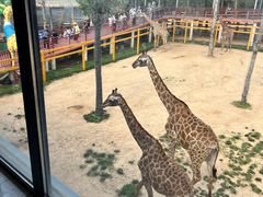 -西霞口神雕山野生动物世界