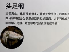 -贝壳王国博物馆