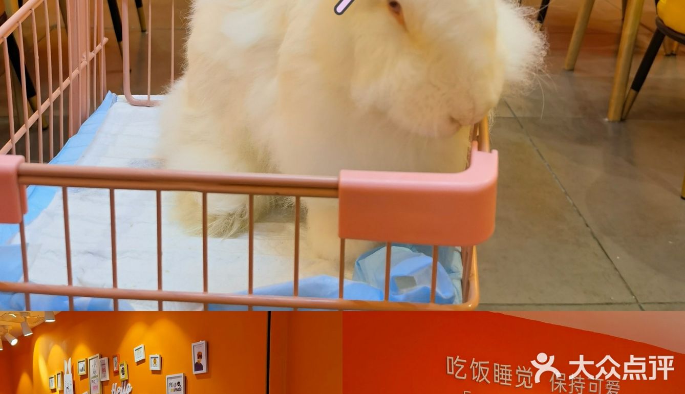 成都探店丨安哥拉巨兔超萌的