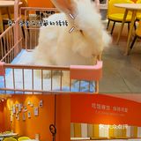 成都探店丨安哥拉巨兔超萌的