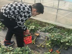 -海上花岛玫瑰园采摘
