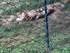 -大连森林动物园