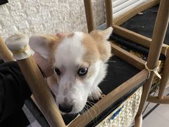 -平行世界·猫咖(首经贸店)