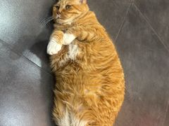-宠爱国际动物医院·消化内科·心肾内科·ISFM猫友好(望京店)