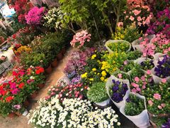 -双季花艺园艺市场(浦东店)