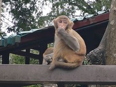 -南湾猴岛+椰田古寨一日游