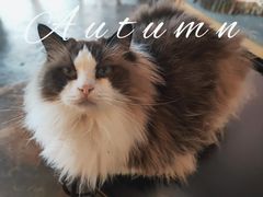 -喵屿·大理花园猫咖