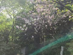 -南山植物园