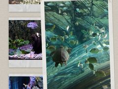 -上海海洋水族馆