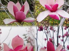 -王借岗森林公园