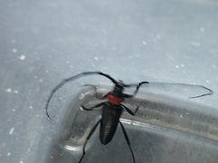 -上海大自然野生昆虫馆(东方明珠·爬宠昆虫探索中心)