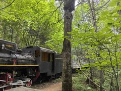 -五营红松林海景区