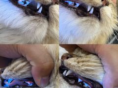 -momokira米努特·德文卷毛猫·棉花面纱犬