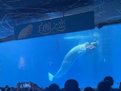 -海合安成都极地海洋公园