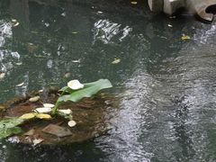 -成都市活水公园