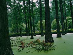 -渌洋湖湿地公园