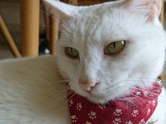 -猫咖时代(中山亭店)