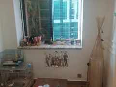 -楼上猫咖(罗湖店)