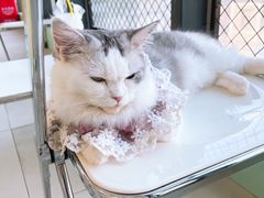 -怪兽屋·羊驼·猫咖·狗咖(俊华广场店)