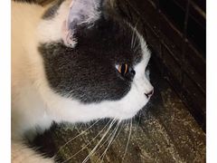 -猫咪博物馆(顶澳仔猫街店)