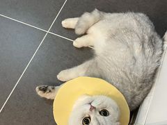 -宠爱国际动物医院· 猫科· 外科·中兽医(长白店)