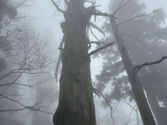 -天目山大树王景区