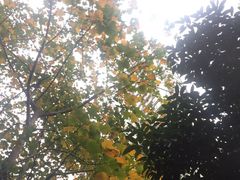-新湖明珠城