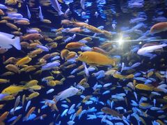 -成都浩海立方海洋公园