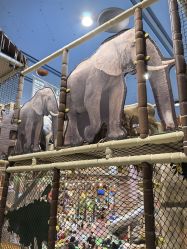 -卡通尼·Safari非洲探索乐园·生日会(金桥国际商业广场店)