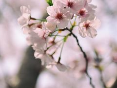 -高东镇樱花园