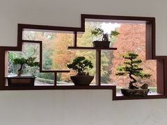 -深圳仙湖植物园