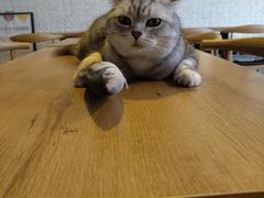 -平行世界·猫咖(首经贸店)