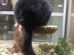 -藦茜花园宠物主题亲子互动体验馆(国顺东路店)