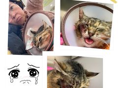 -瑞鹏宠物医院犬猫全科(真大分院)