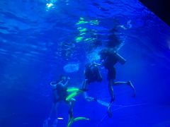 -烟台海昌鲸鲨海洋公园