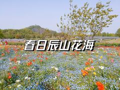 -上海辰山植物园