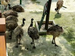 -栾川竹海野生动物园