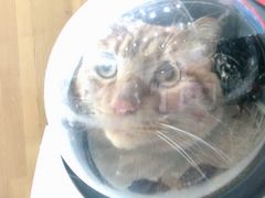 -爱侣宠医·鹦鹉专科·小型哺乳类·异宠专科(灵石路店)