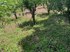 -上海鲜花港