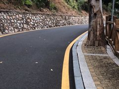 -银湖山郊野公园-相思林