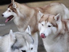 -TrueLove @ Neverland (Husky Cafe)