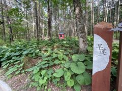 -洛阳白云山景区