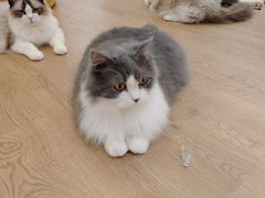 -1013 PET SHOP精品宠物商店(丁香店)