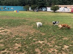 -趣玩宠物乐园寄养训犬训狗游泳池