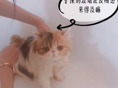 -十年猫舍·猫咪专门店(普陀店)