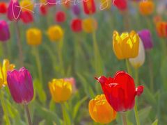 -长春公园(普阳街道)