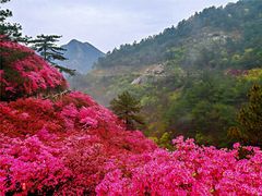 -木兰云雾山