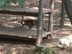 -石家庄市动物园