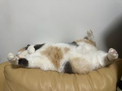 -瑞鹏宠物医院·骨科·猫科·内科(第一中心)